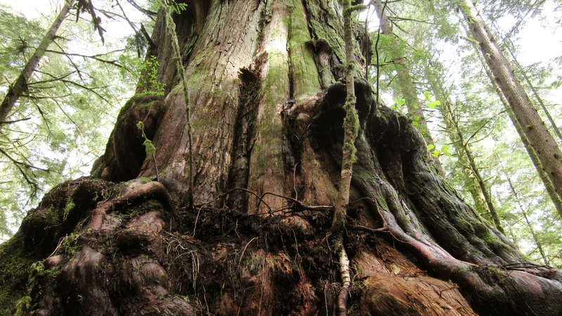 old growth